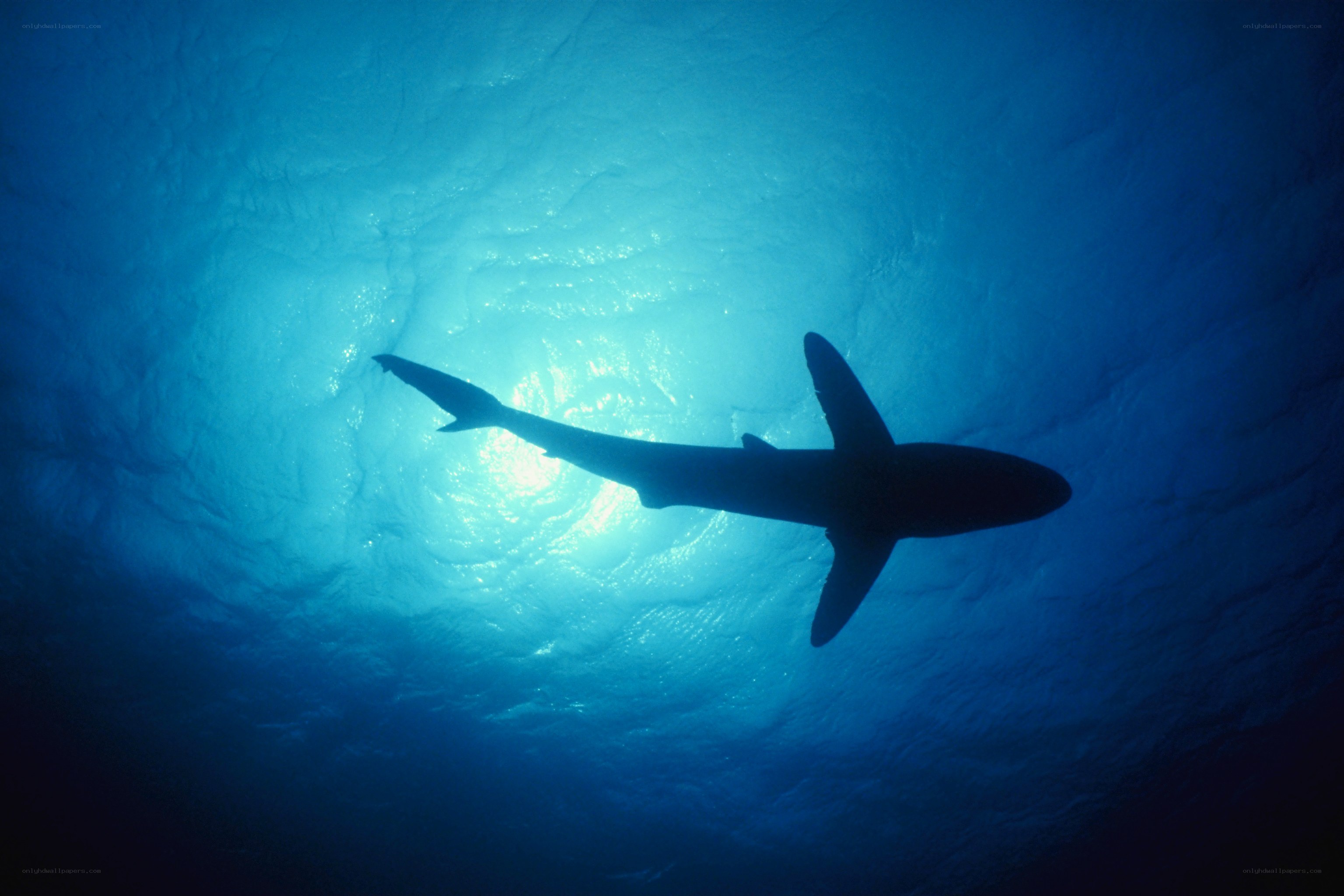 Shark silhouette underwater
