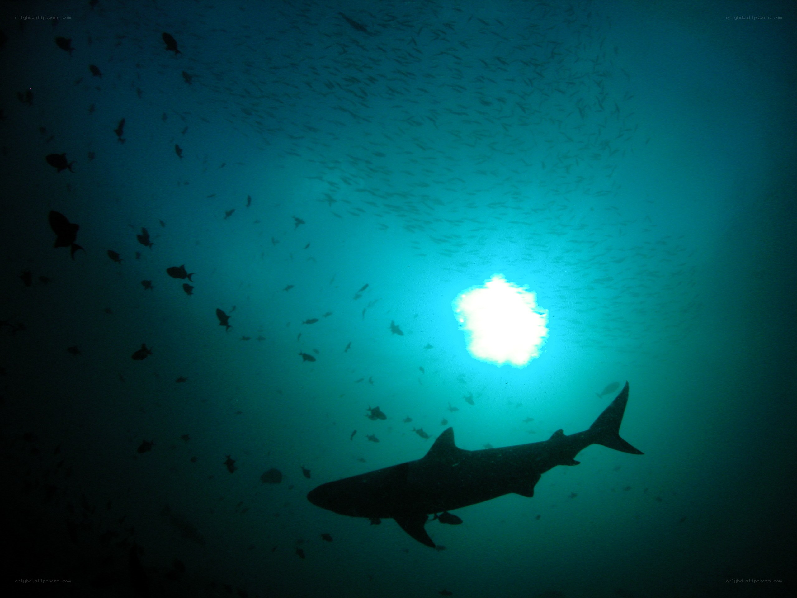 Shark silhouetted in ocean