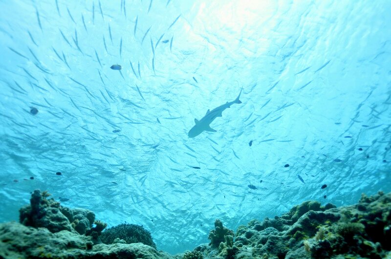 Shark swimming above coral reef