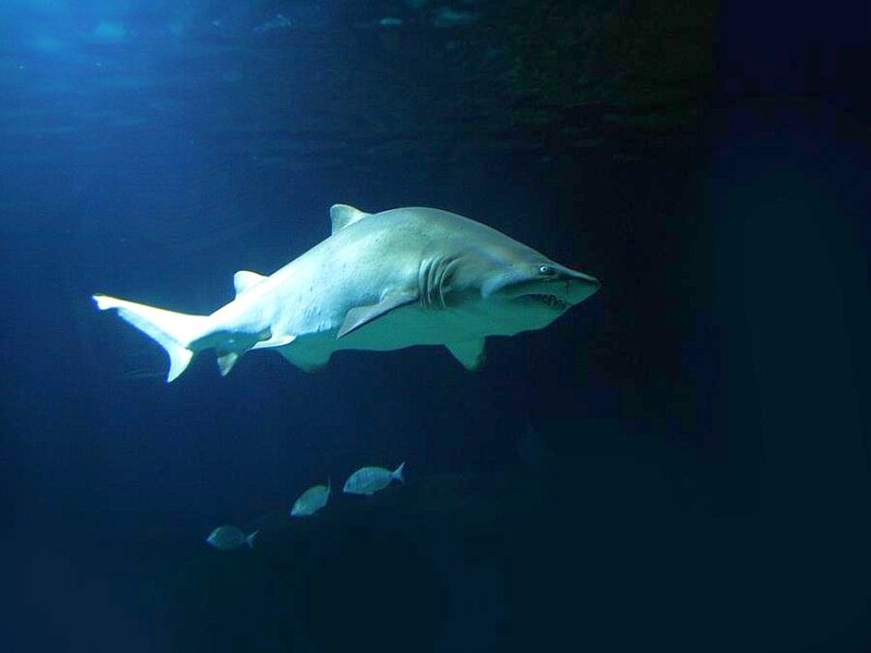 Shark swimming in aquarium