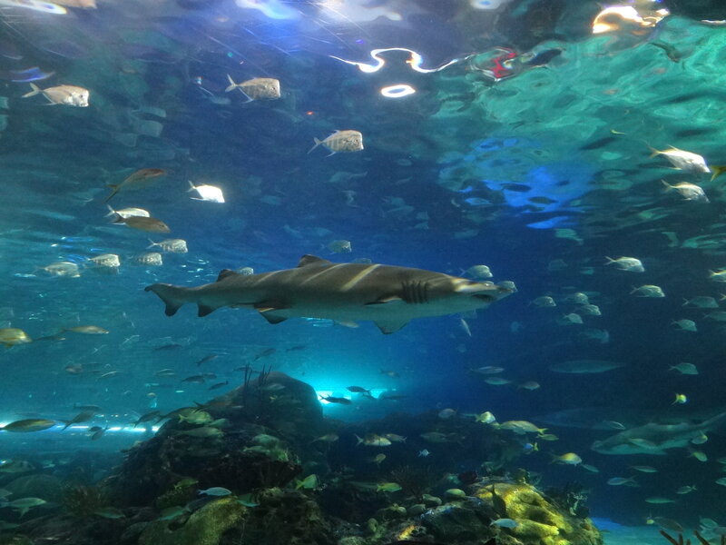 Shark Swimming in Aquarium — Blue