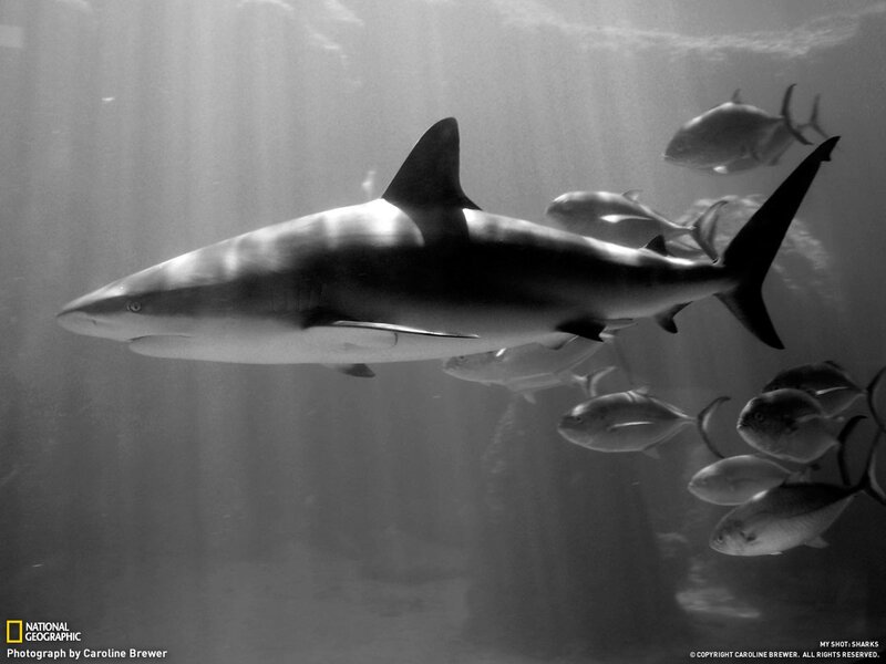 Shark swimming in aquarium
