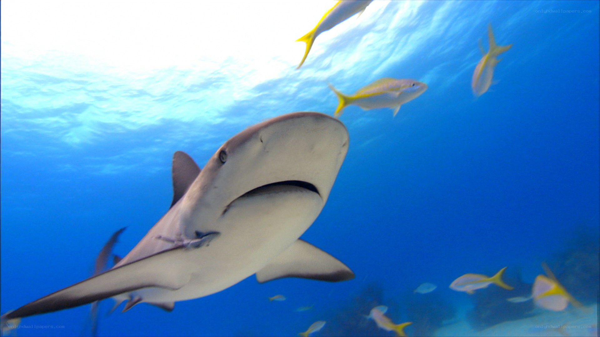 Shark swimming in blue ocean