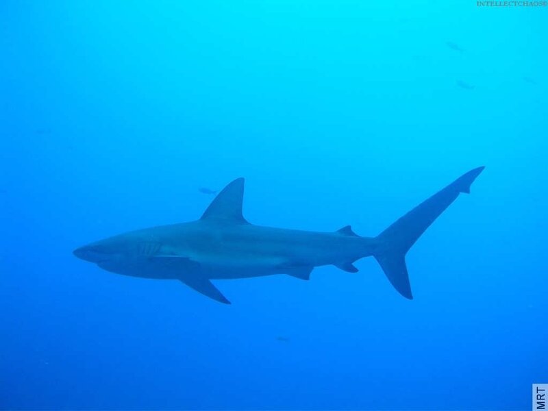 Shark swimming in blue water