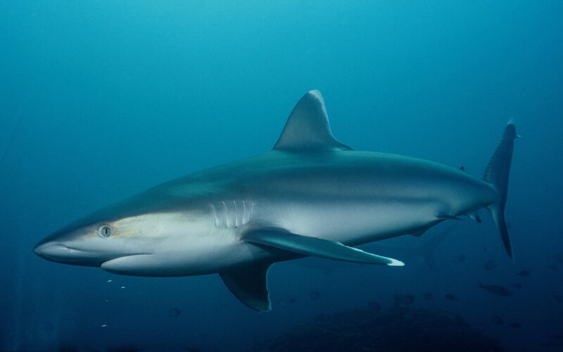 Shark swimming in blue water