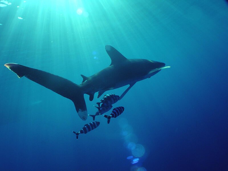 Shark swimming in blue water