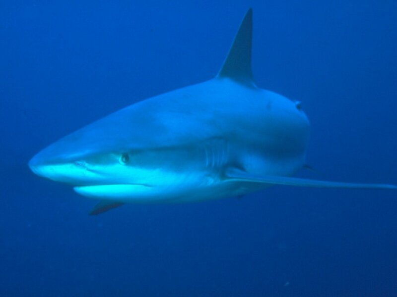 Shark swimming in blue water