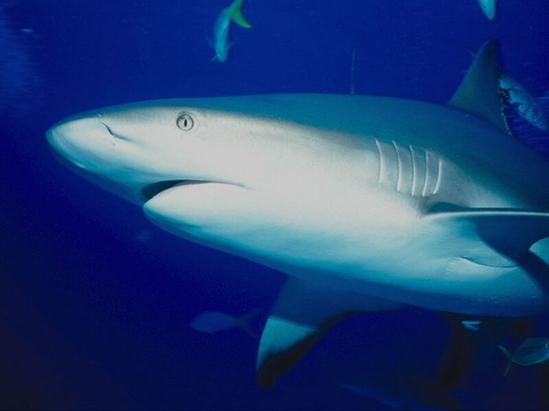 Shark swimming in blue water