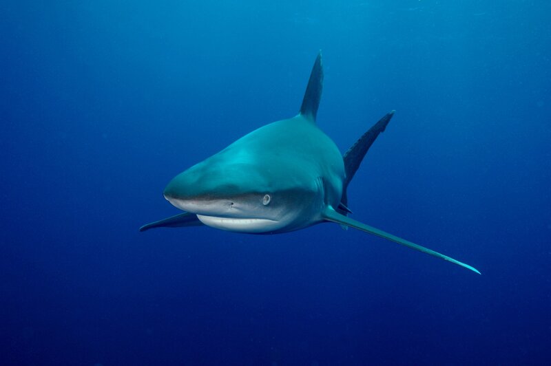Shark swimming in blue water