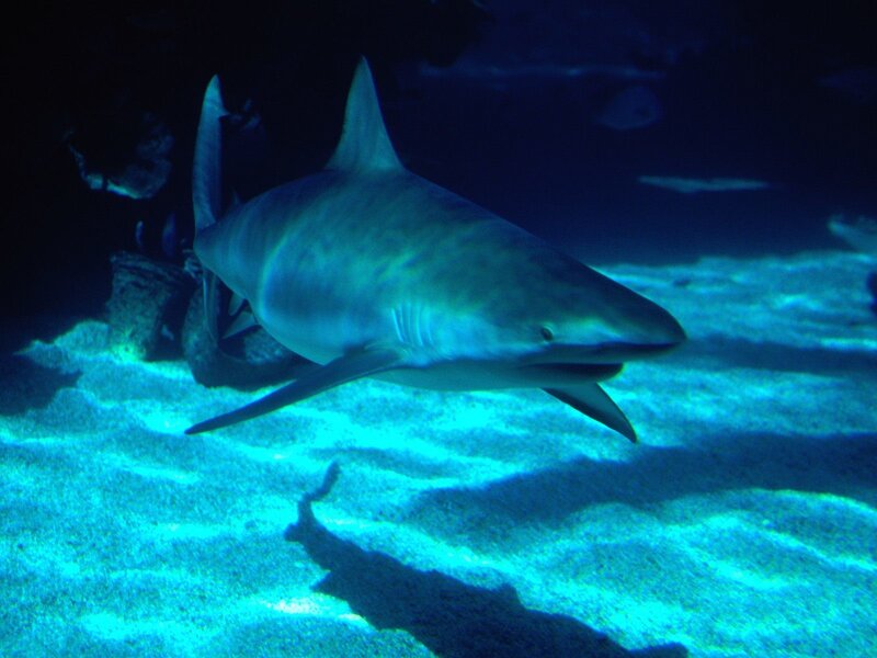 Shark swimming in blue water