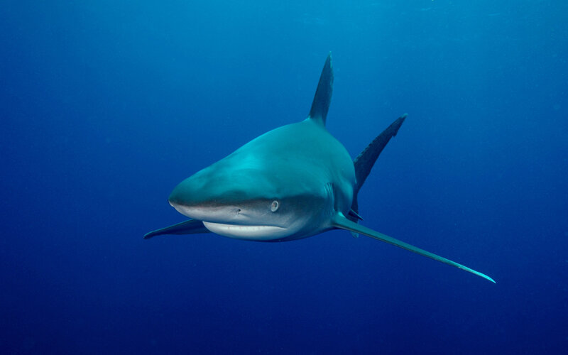 Shark swimming in blue water