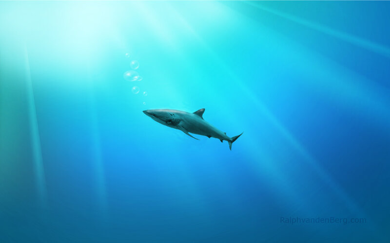 Shark swimming in blue water