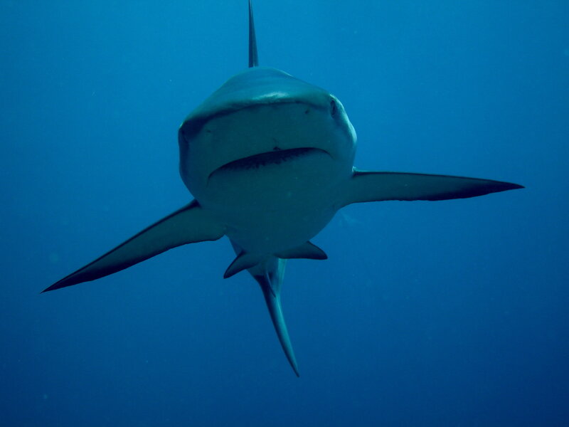Shark swimming in blue water