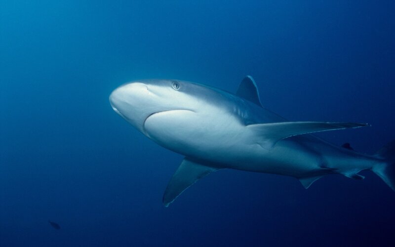 Shark swimming in blue water