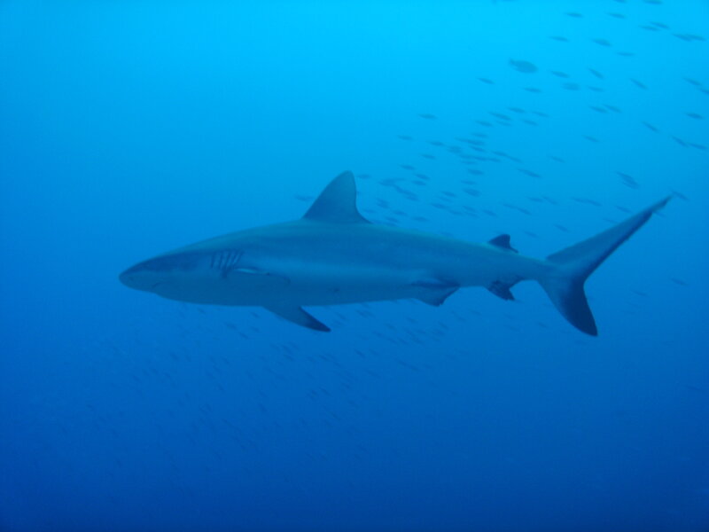 Shark swimming in blue water