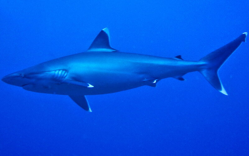 Shark swimming in blue water