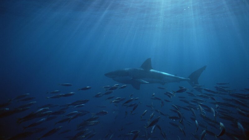 Shark swimming in blue water