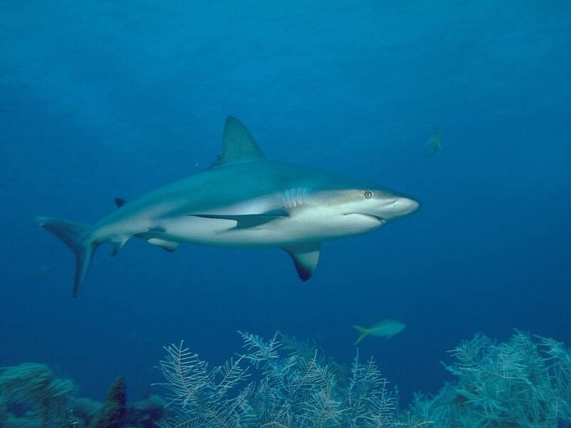 Shark swimming in blue water