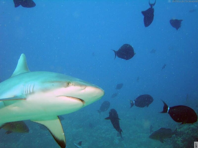 Shark swimming in blue water