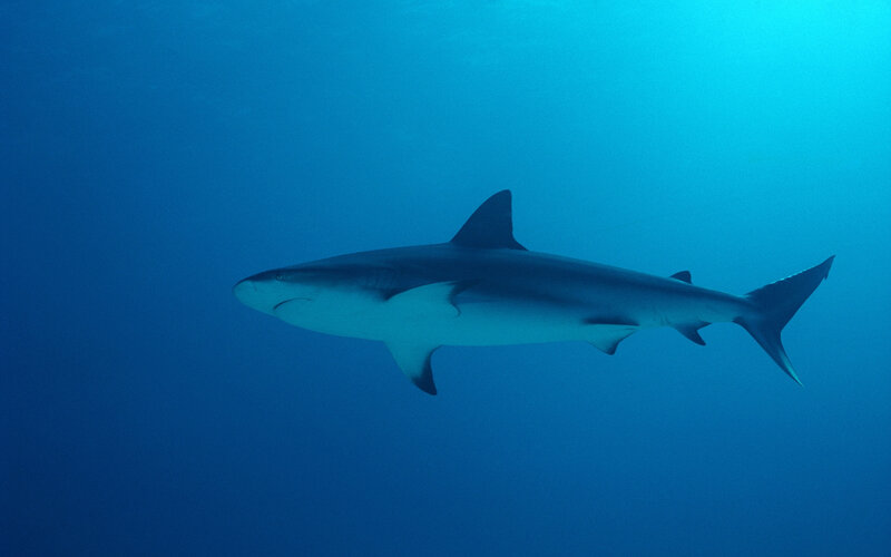 Shark swimming in blue water