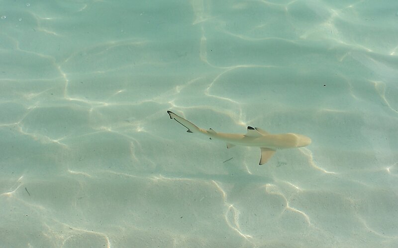Shark swimming in clear water