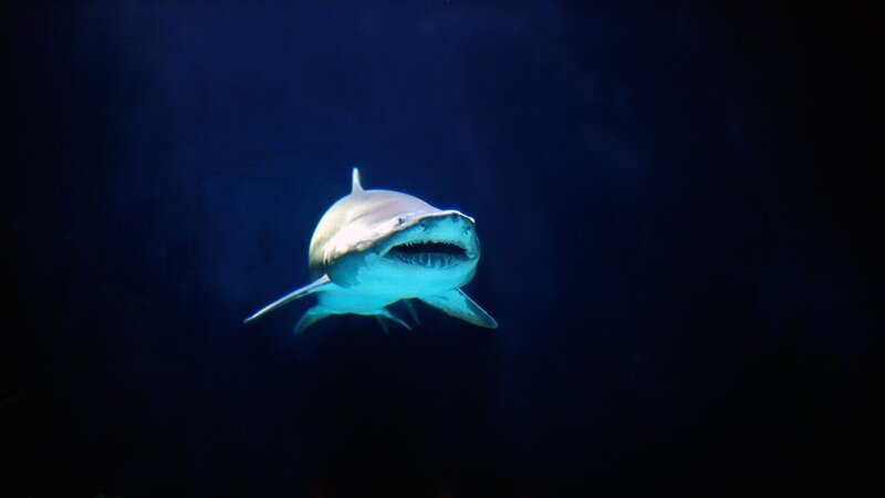 Shark swimming in dark water
