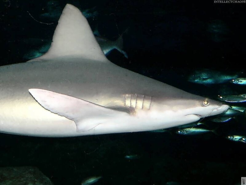 Shark swimming in dark water