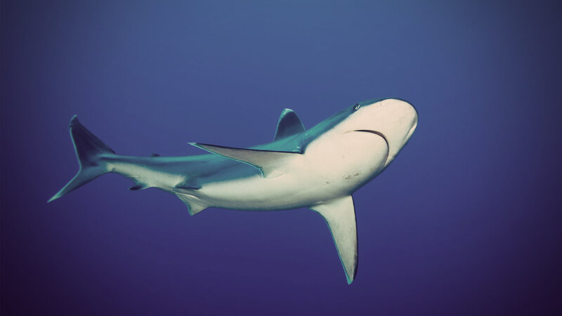 Shark swimming in deep blue water