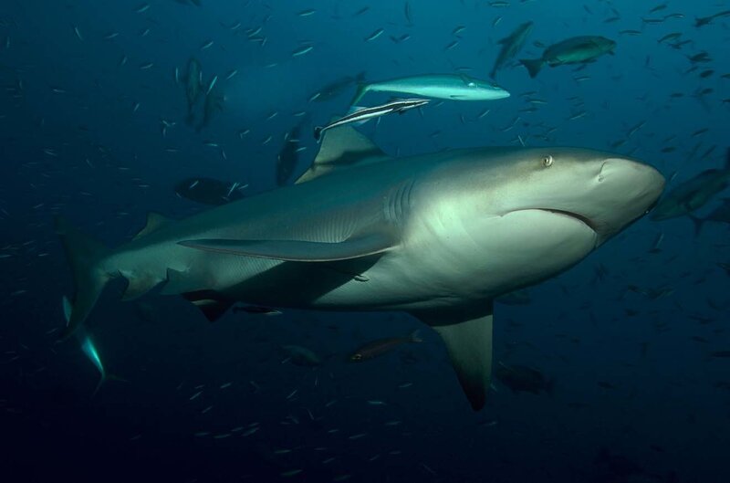 Shark swimming in deep blue water