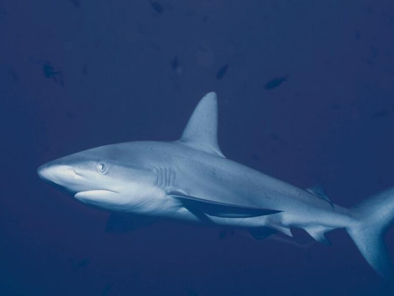 Shark swimming in deep blue water