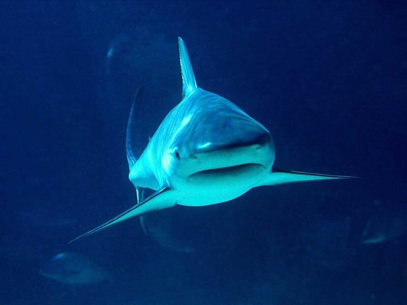 Shark swimming in deep blue water
