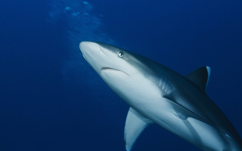 Shark swimming in deep blue water