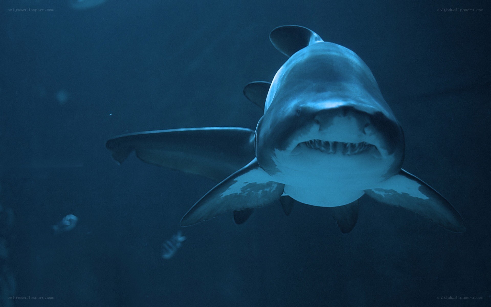 Shark swimming in deep water