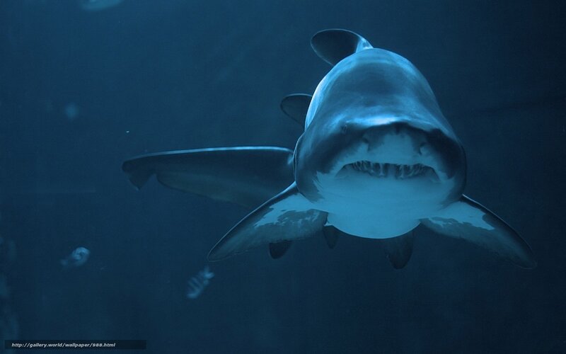 Shark swimming in deep water