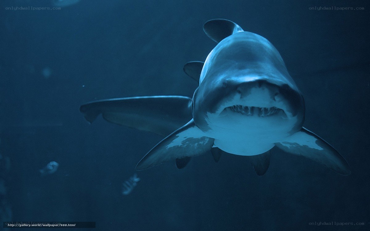 Shark swimming in deep water
