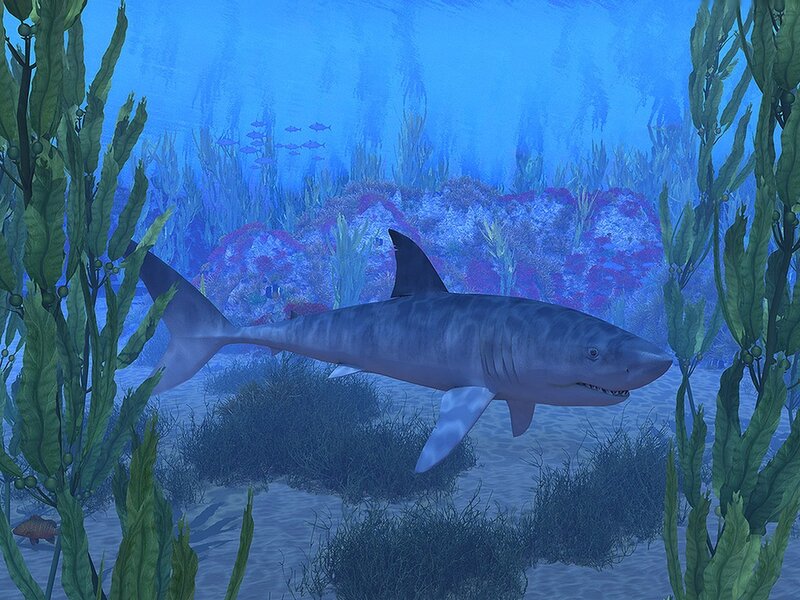 Shark Swimming in Kelp — Blue