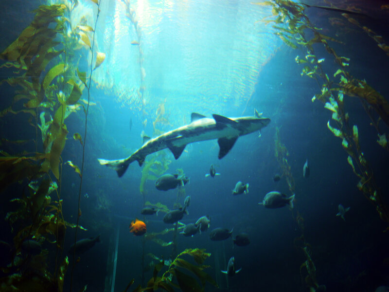 Shark Swimming in Kelp