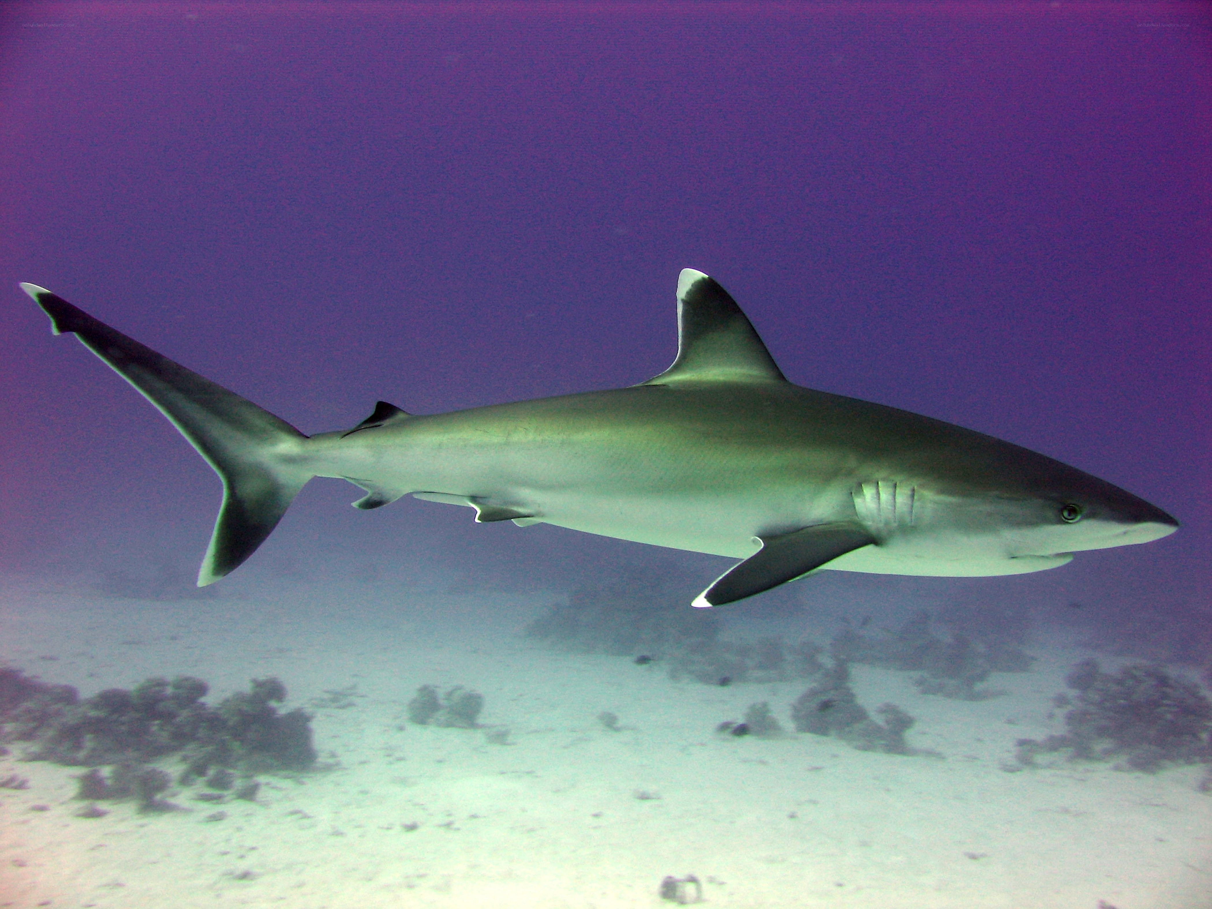 Shark swimming in ocean