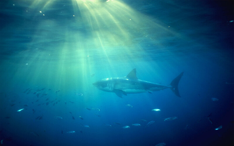 Shark swimming in sunlit water