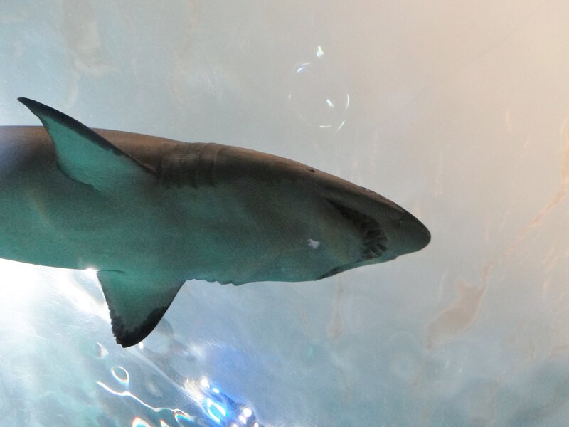Shark Swimming in Tank