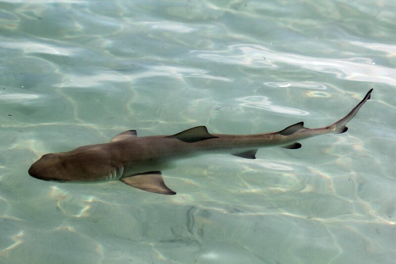 Shark Swimming in Water — Gray