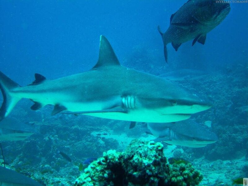 Shark swimming near coral reef
