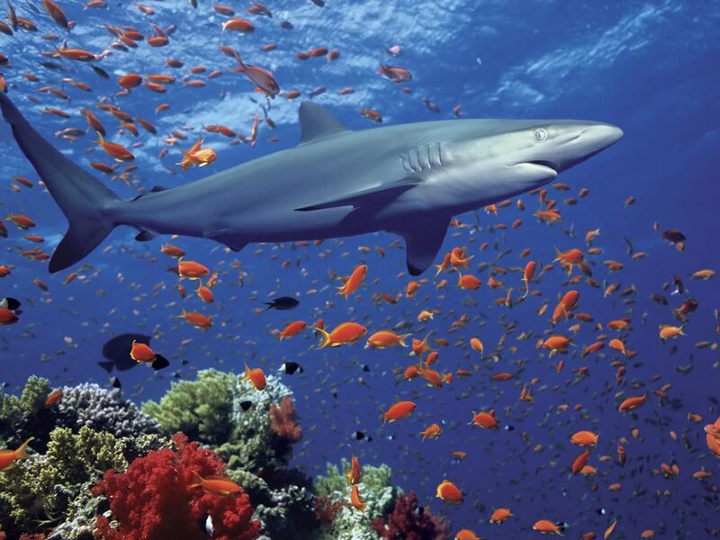 Shark swimming near coral reef