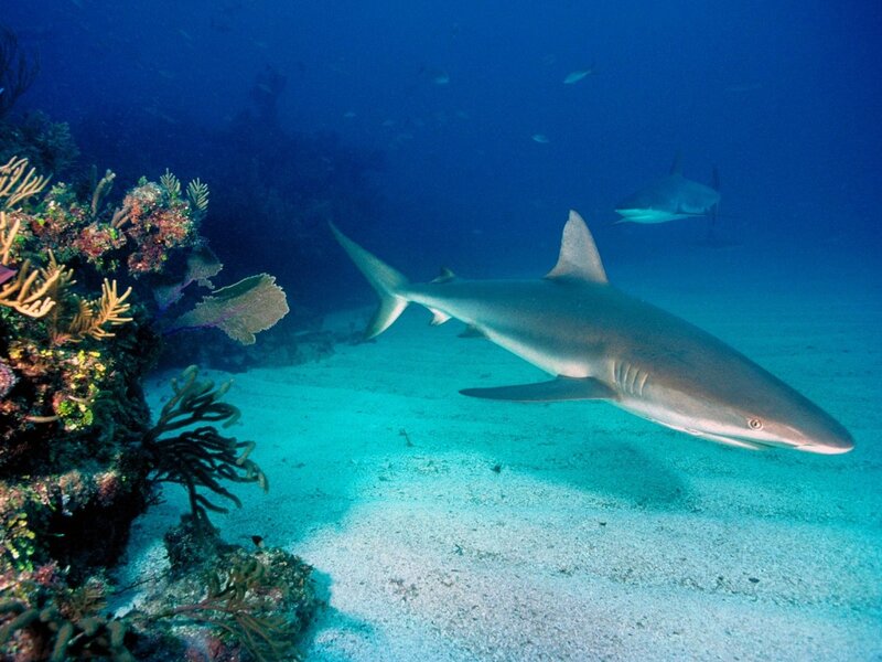 Shark Swimming Near Coral