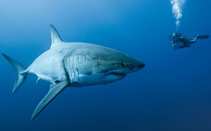 Shark swimming near diver