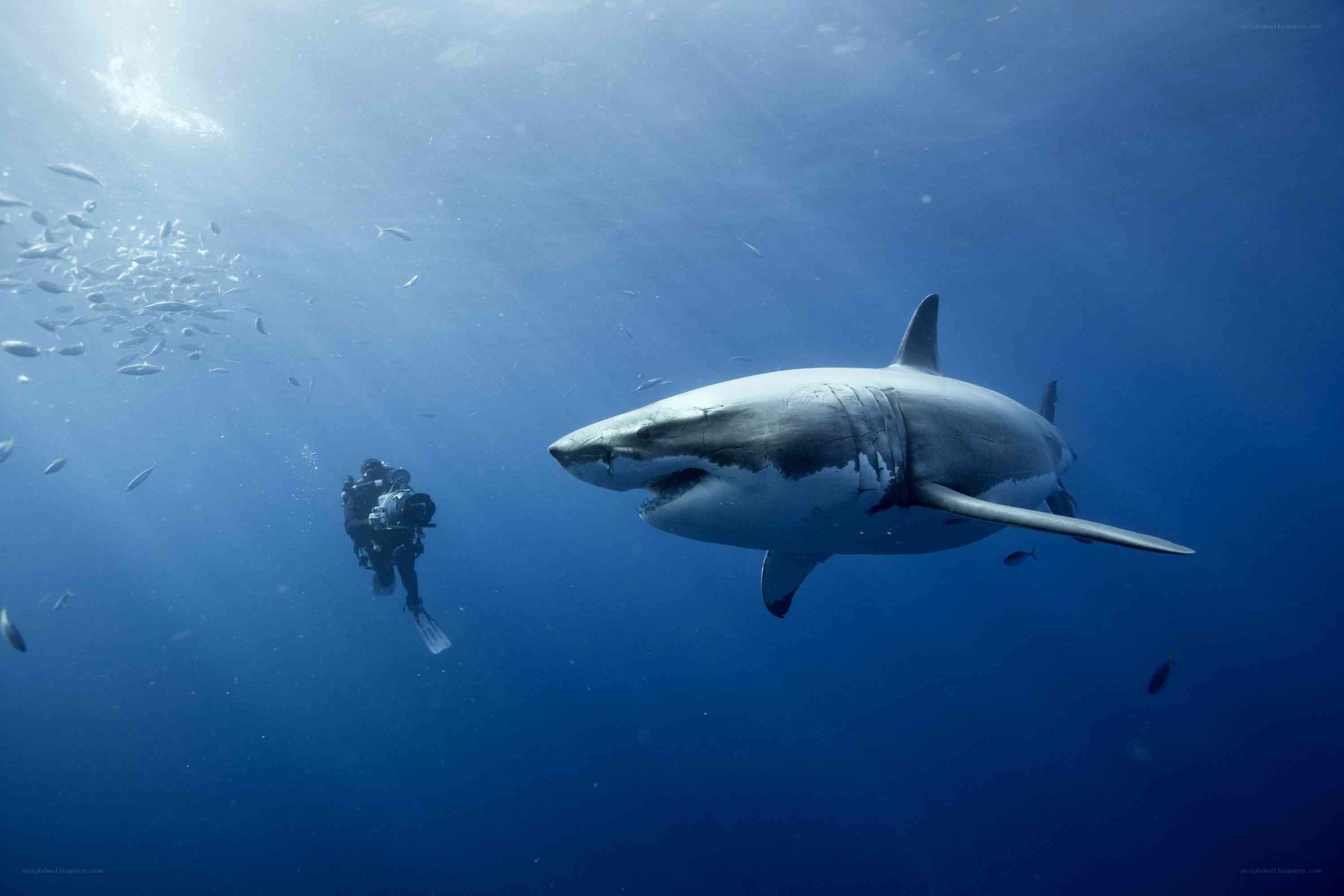 Shark swimming near diver
