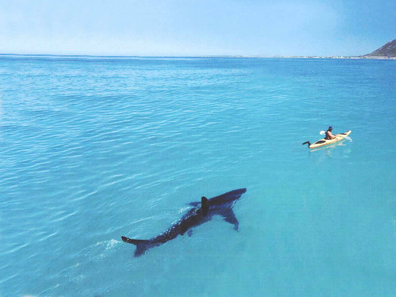 Shark Swimming Near Kayak