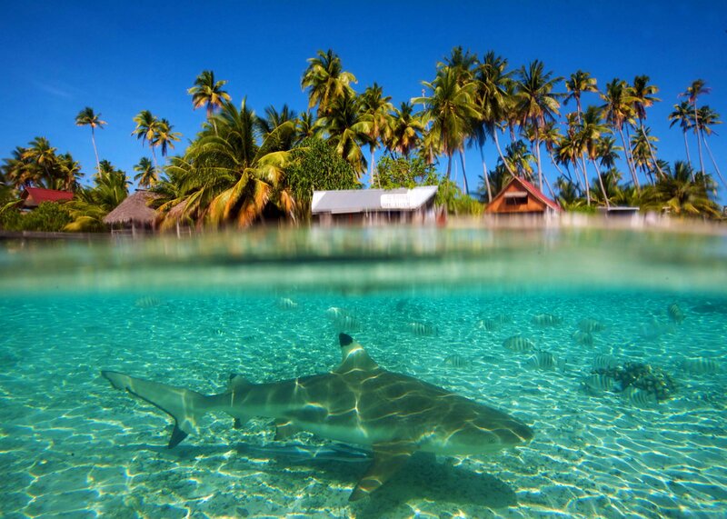 Shark Swimming Near Shore
