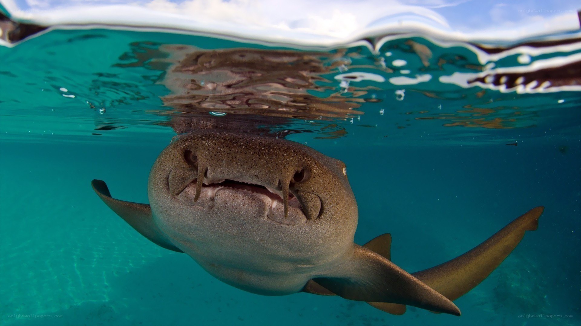 shark swimming near surface