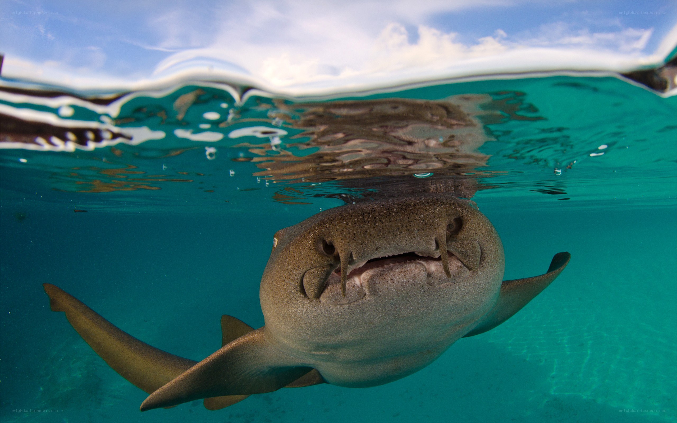 Shark swimming near surface